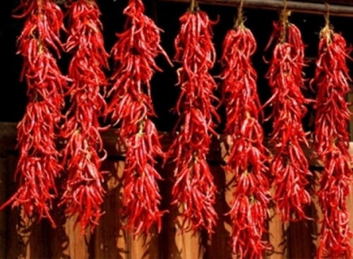 陕西渭南官底秦椒